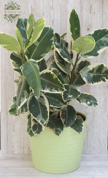 Big Ficus Elastica in pot , 85cm