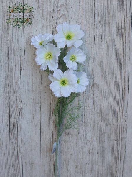 White cosmos silkflower