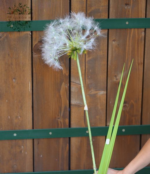 Giant dandelion silkflower