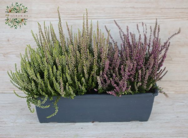 Calluna balkonláda összeültetés