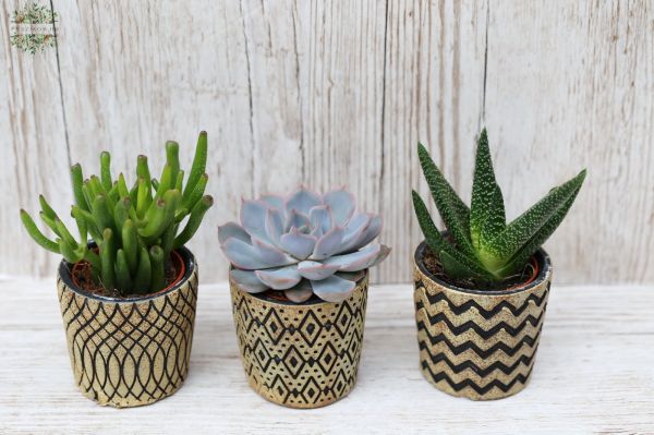3 piece succulents in pot