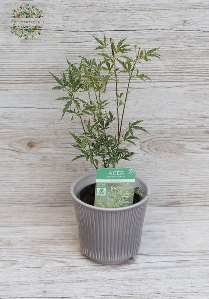 Japanese maple in a pot (outdoor plant)