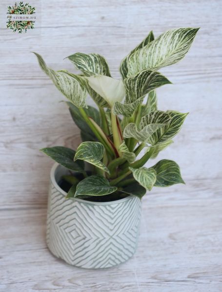 Philodendron mit Topf