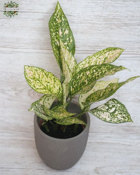 Aglaonema kaspóval