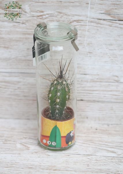 Cactus in glass