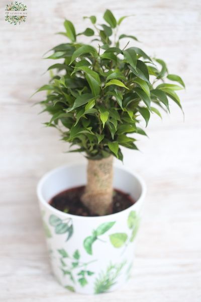 Ficus Benji kaspóval