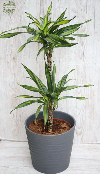 Dracena Riki with pot, medium