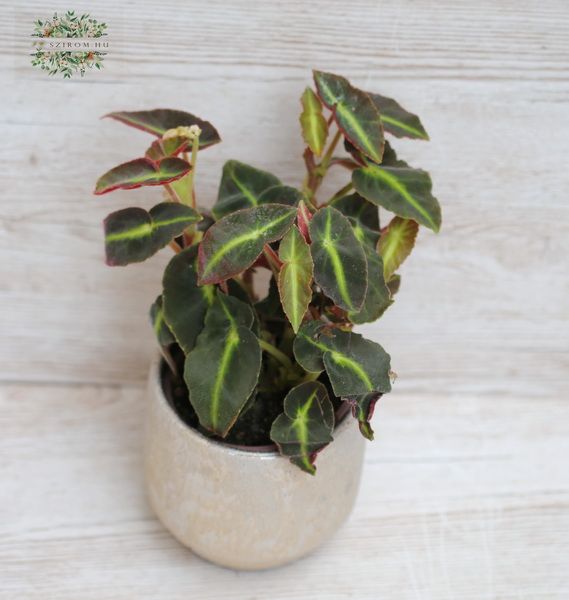 Begonia in pot