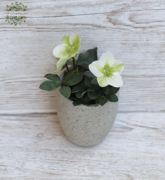 Helleborus in pot