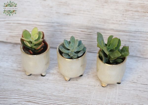 mini sukkulanten Pflanz in Topf (10cm) 1 st