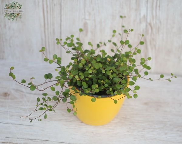 Muehbeckia im Topf