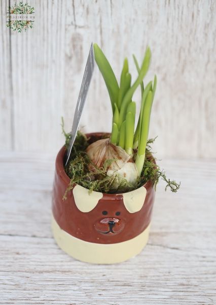 Daffodil in animal pot