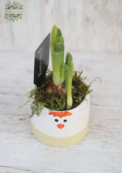 Daffodil in animal pot