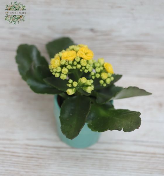 mini kalanchoe in pot