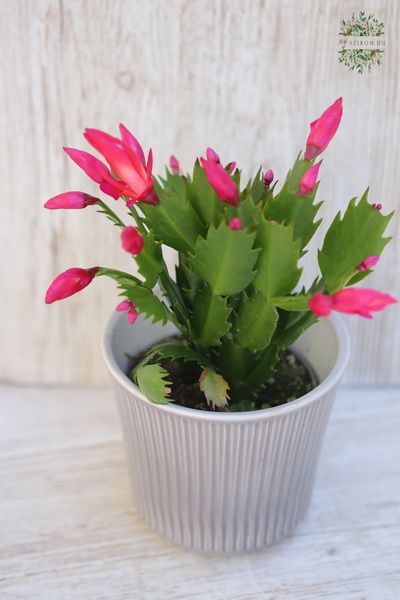 Easter cactus in variety colors