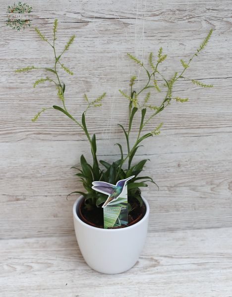 Catopsis kaspóval - szobanövény