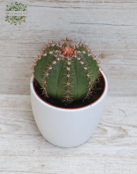 Melocactus in pot - indoor plant