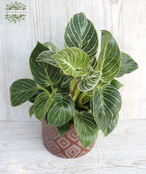 Philodendron Birkin im Korb