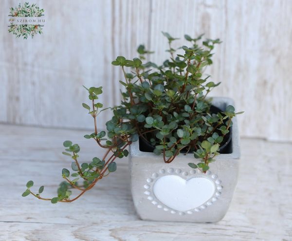 Pilea im Topf mit Herzmuster - Zimmerpflanze