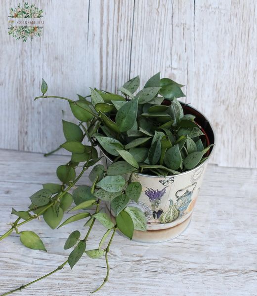 Hoya in pot - indoor plant