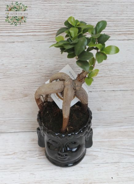 Ficus ginseng Buddha kaspóban - szobanövény