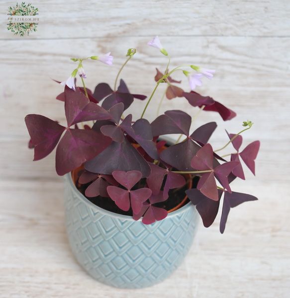 Oxalis vörös lóhere