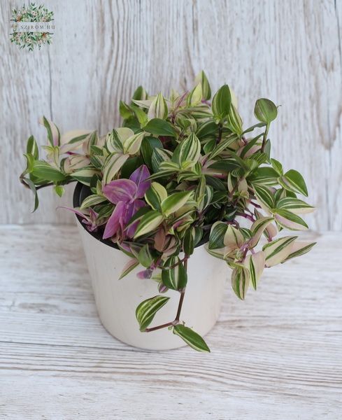 Tradescantia Flum Quadricolo