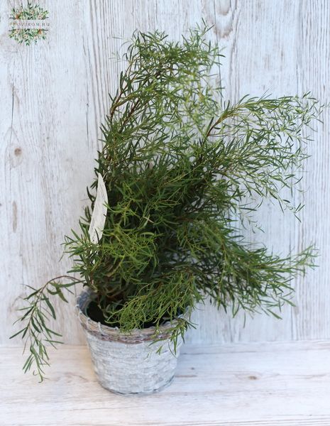 Eucalyptus pulcella in einem Topf