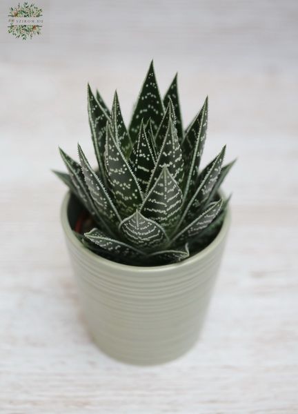 Aloe tiki tahi im Topf