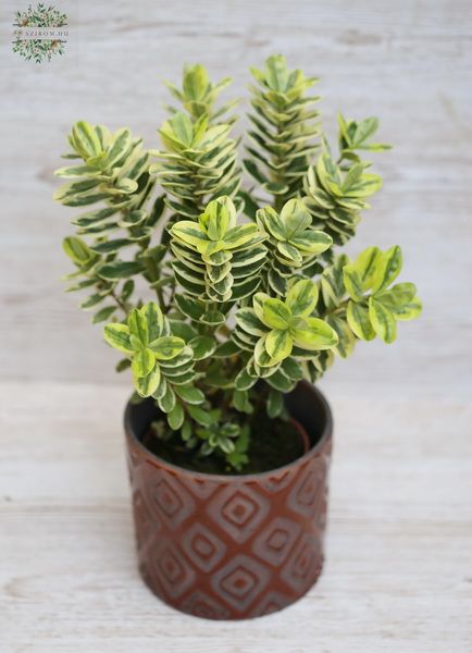 Hebe in pot