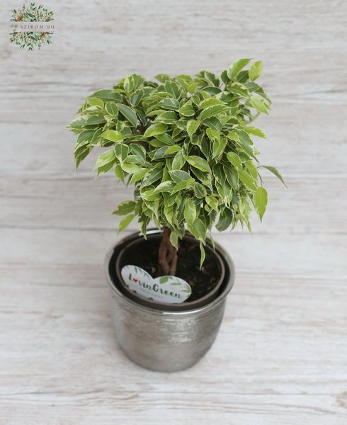 Ficus benjamina with a braided trunk in a pot