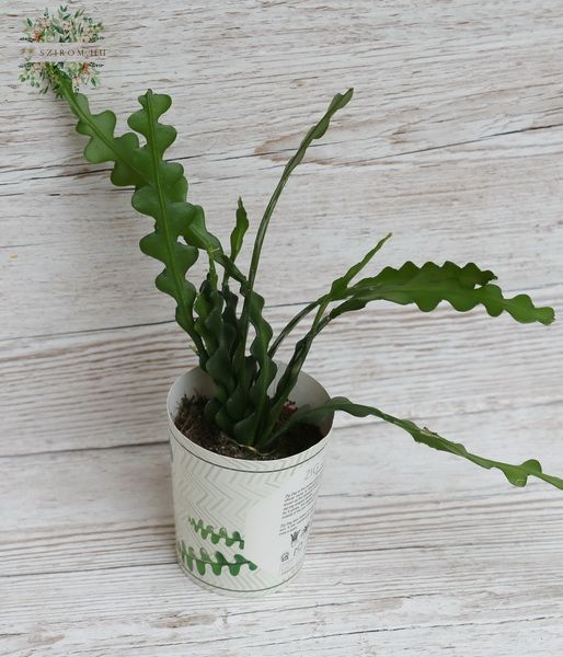 Ephyphillum anguliger in pot