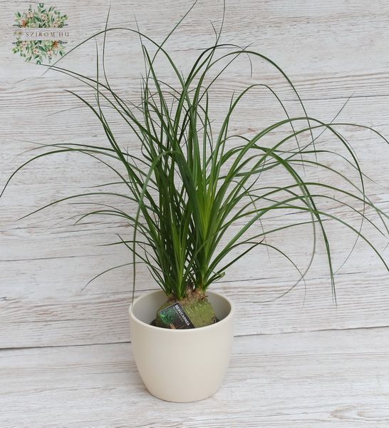 Nolina recurvata im Topf