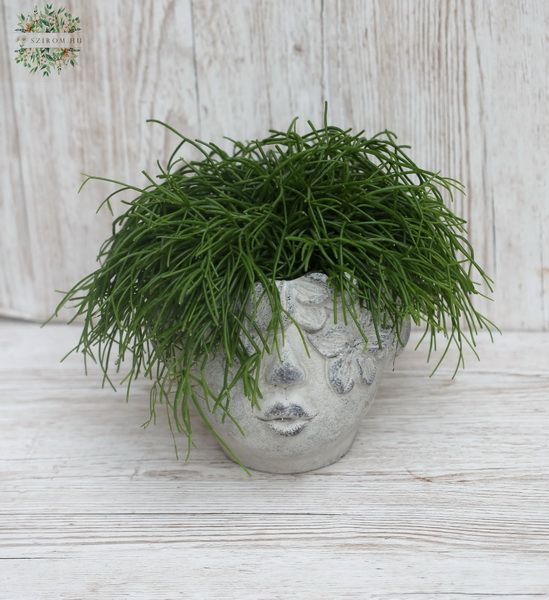 Head pot with rhipsalis