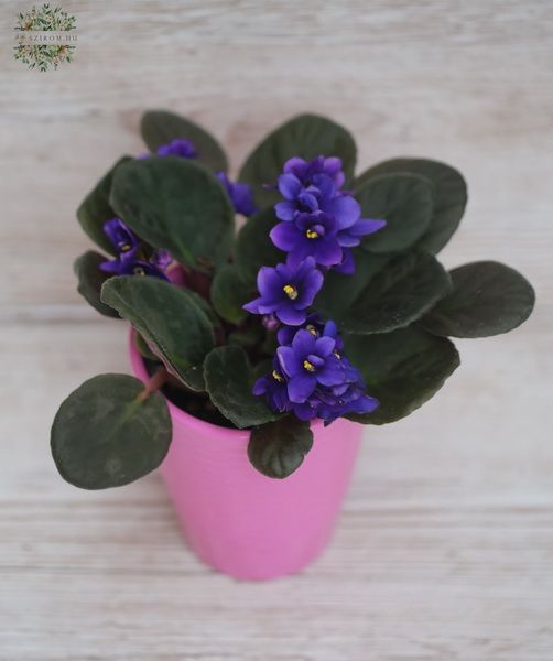 saintpaulia ionantha in different colors in pot