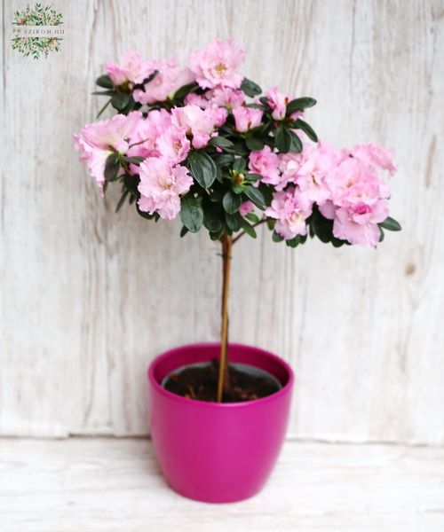 azalea-tree formed, light pink with pot