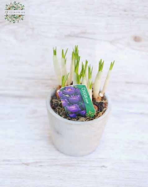 Krokus in Topf (Gartenpflanze)