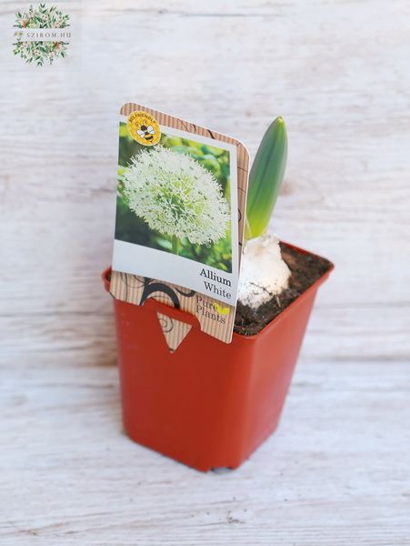 White allium plant without pot (outside)