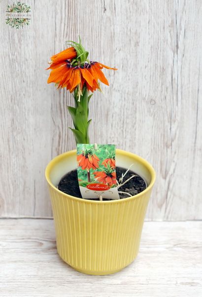 Fritillaria aurora im Topf (Gartenpflanze)