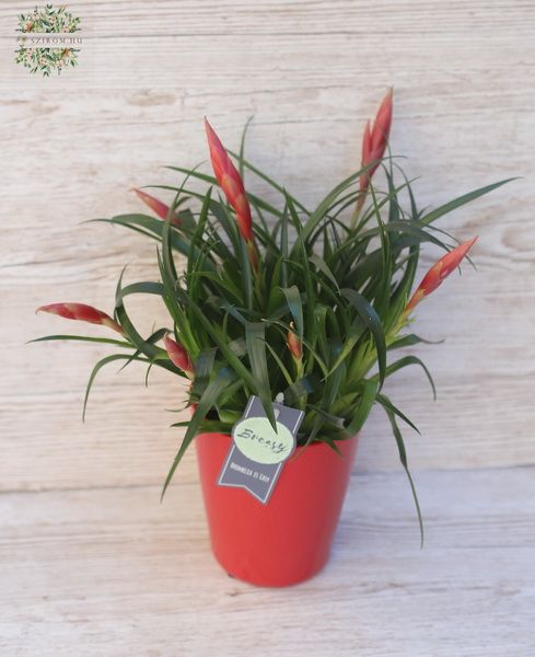 Bromelien Vriesea Astrid in Topf