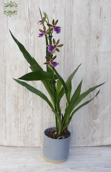 Zygopetalum Orchidee im Topf