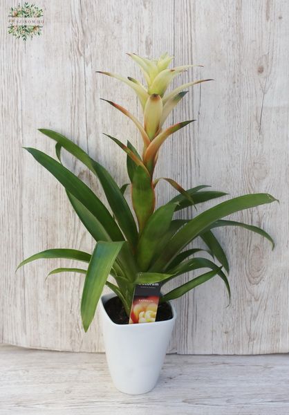 krémsárga Guzmania kaspóban (45cm)