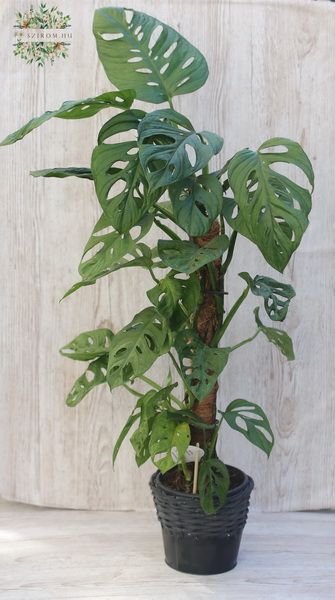 Monstera obliqua (70cm)
