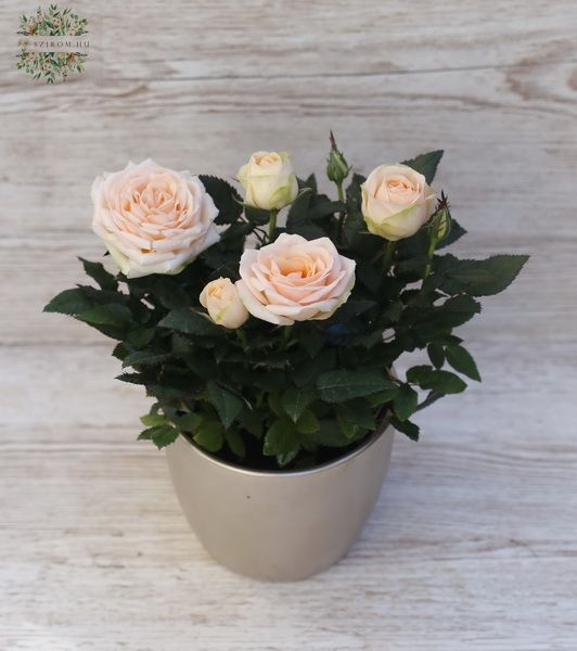full-bloom peach mini rose in a pot