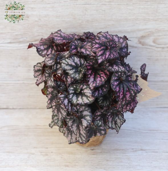 king begonia in pot