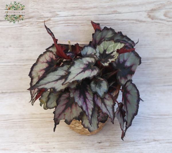 king begonia in pot