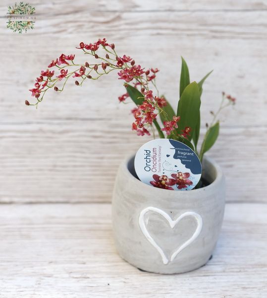 mini orchyd Oncidium in pot
