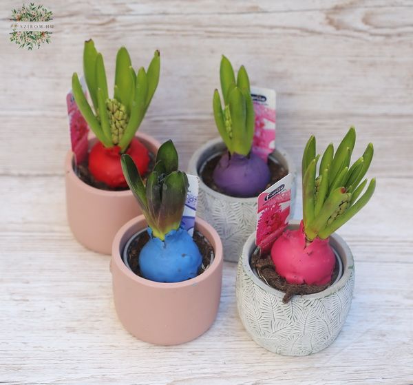 waxed hyacinth in various colors in pot