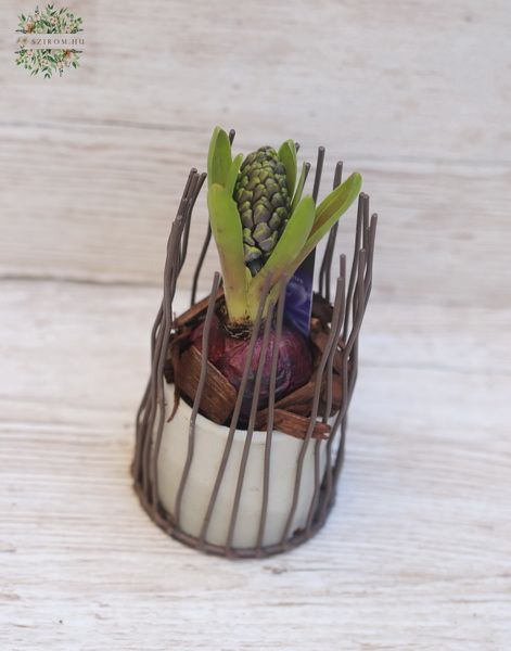 hyacinth in a metal frame pot in various pot