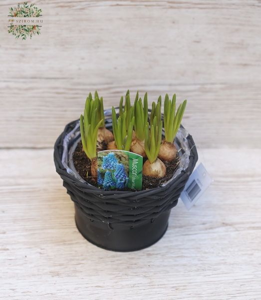 light blue Muscari in a pot